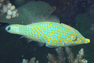 Oxymonacanthus halli - Rotmeer-Paletten-Feilenfisch (Rotmeer-Palettenstachler)